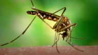Invasive mosquitoes discovered in Bay Area can transmit Zika, dengue, and yellow fever