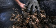 FWC approves preliminary guidelines to open Apalachicola Bay for limited wild oyster harvest