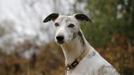 ‘We’re all triers’: Toni Jordan meditates on a childhood with greyhounds and gamblers