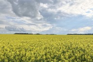 0.3 per cent of major crops in Central Alberta have been combined