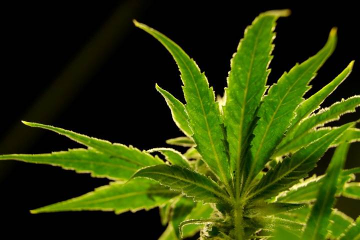 President Trump considers reclassifying marijuana; Lawyer explains possible impacts
