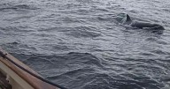 'Very scary' killer whale warning as boats 'rammed' in holiday hotspot