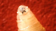 New World screwworm, explained : NPR