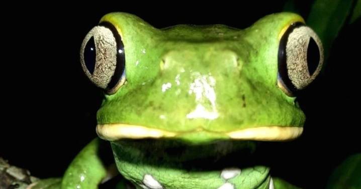 Espectaculares anfibios habitan en los rincones húmedos de la ciudad