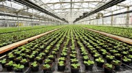 Venezuela producirá 11 millones de plantas para recuperar cuencas