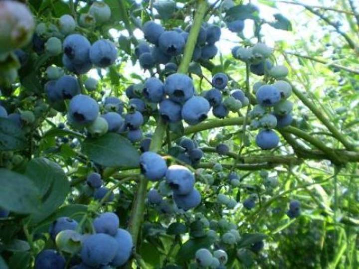 Arándanos: el ‘oro azul’ que conquista mercados