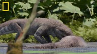 Newly discovered croc may have hunted dinos on land, expert says