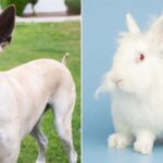 Arizona Humane Society offers free adoptions for big dogs, small critters this weekend