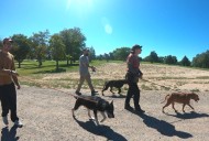 Albuquerque Animal Welfare Department seeking volunteer dog walkers