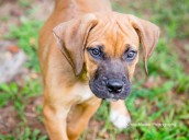 National Immunization Awareness Month Reminds Pet Owners to Keep Animals Protected
