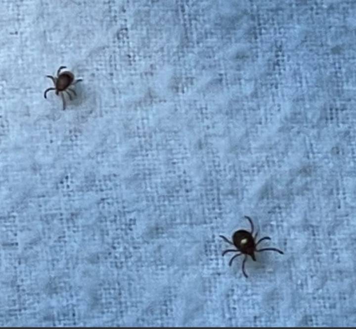 Rare tick-borne illness being investigated on Martha's Vineyard