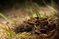 Excursionista muere tras mordedura de serpiente venenosa en un parque estatal de Tennessee