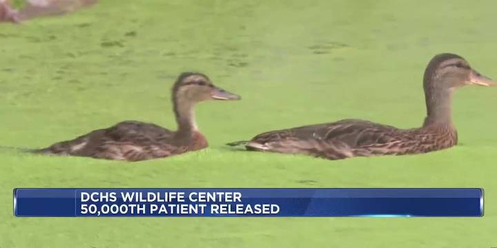 Dane Co. Humane Society Wildlife Center releases 50,000th patient