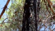 Después del fuego: ¿Reforestar o dejar que el bosque se regenere naturalmente?