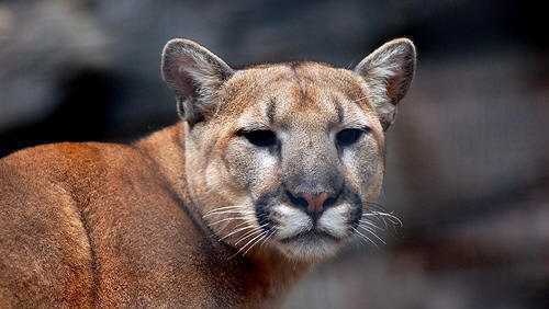 Police: Mountain lion spotted wandering near Rocklin