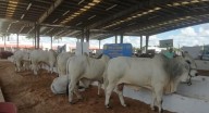 Detectan 75 nuevos casos de gusano barrenador en Yucatán; suman 381 en el estado
