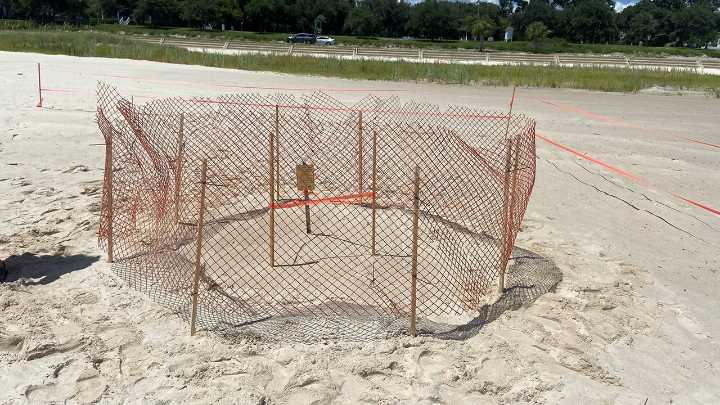 Volusia County warns dog owners after sea turtle nest disturbance
