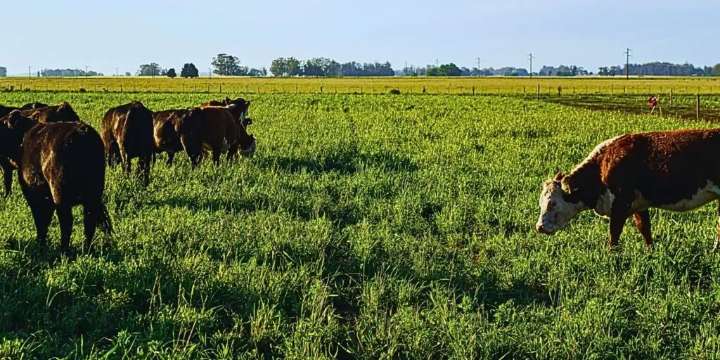 El pasto como pilar en la rentabilidad ganadera: claves para su manejo óptimo