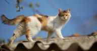 Polémica en Florencia por circular que prohíbe animales en instalaciones de la Alcaldía