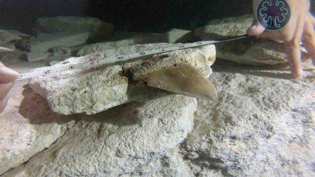 El megalodón nadó en aguas yucatecas; INAH reveló hallazgo