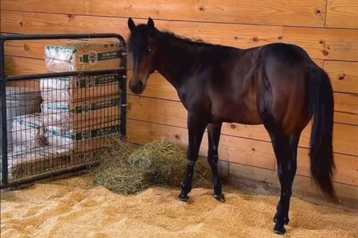 Baby Seven, Viral Horse Born Prematurely, Dies at 18 Months