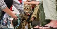 Woman Fined $130 After Cat Meowed Too Loudly on Train
