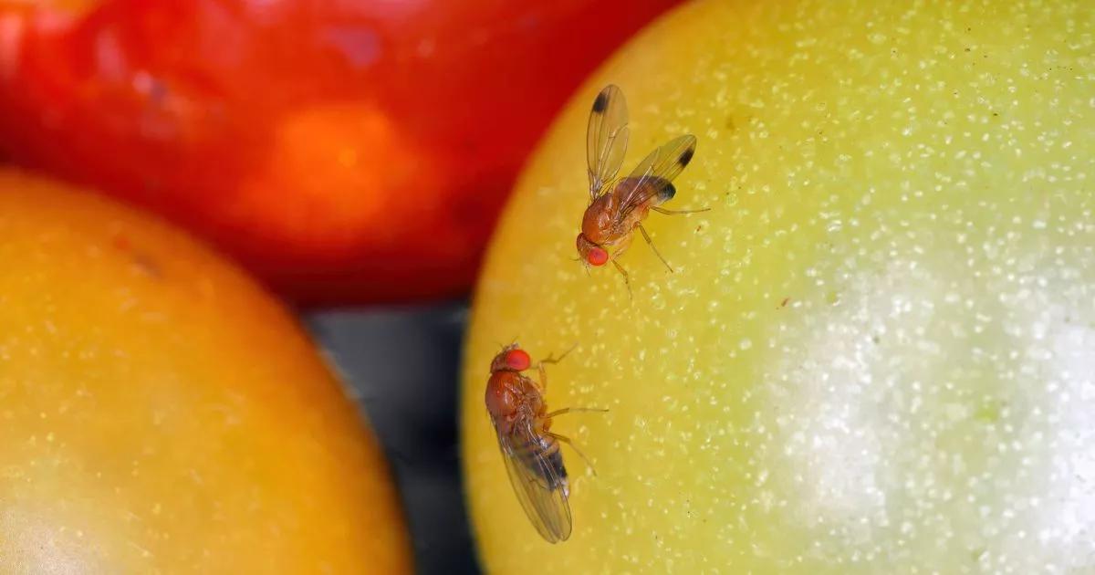 Fruit flies will vanish from your home using simple two