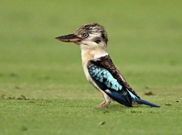 Scientists find surprising sex reversal in Australian birds