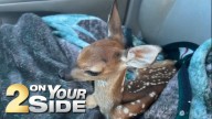 After woman nurses fawn back to health, LDWF euthanizes young deer in Greensburg
