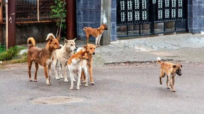 Alerta por muerte de perros en Belgrano y Las Cañitas: denuncian que hay mascotas envenenadas