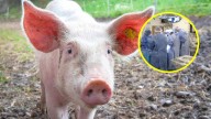 Nuevo hito en la medicina: Se realizó el primer trasplante de pulmón de cerdo a un humano