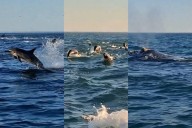 Delfines, lobos marinos y una ballena: el sorprendente avistamiento durante una salida de pesca