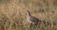 Permit application period winding down for upcoming dove hunting season