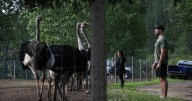 B.C. ostrich farm plans on Supreme Court of Canada appeal to stop cull