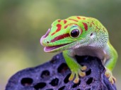 Cuáles son los 7 animales que se alimentan de las comidas más asquerosas