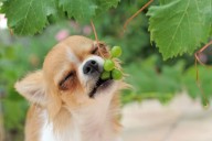Consejos claves. Por qué los perros no deben comer uvas ni pasas, según el veterinario de Alaska Sean McPeck