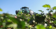 Why a divisive weed killer may come back to Georgia farms