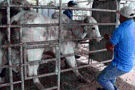 Exigen cerrar frontera sur por brotes de gusano barrenador en ganado centroamericano