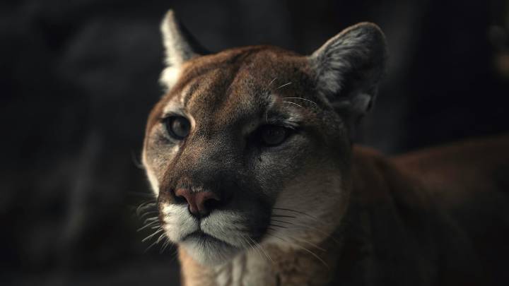 Encuentro aterrador: león de montaña entra a una casa en California y se enfrenta cara a cara con un hombre