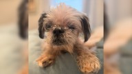 Florida Good Samaritan Rescues Blind Senior Dog Whose Microchip Reveals Devastating Truth