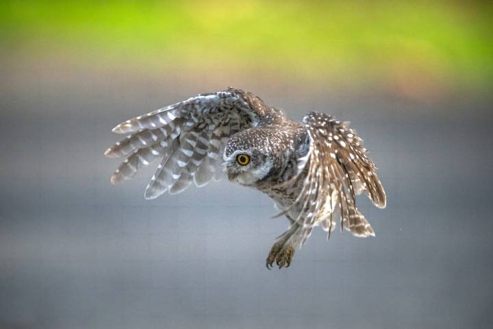 OWL: Strong Fundraising, Strategic Acquisitions, Solid Financials Support Bullish Outlook