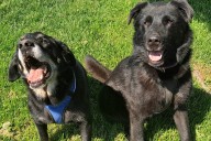 Pets of the Week: Lola and Maui