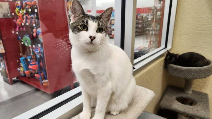 Tina Is a Lovable, Huggable Bundle of Feline Joy