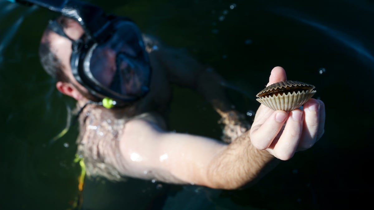 Unsafe toxins halt Florida’s popular Pasco scallop season for 2nd year in a row