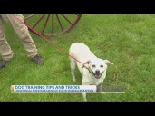 Dog training tips and tricks