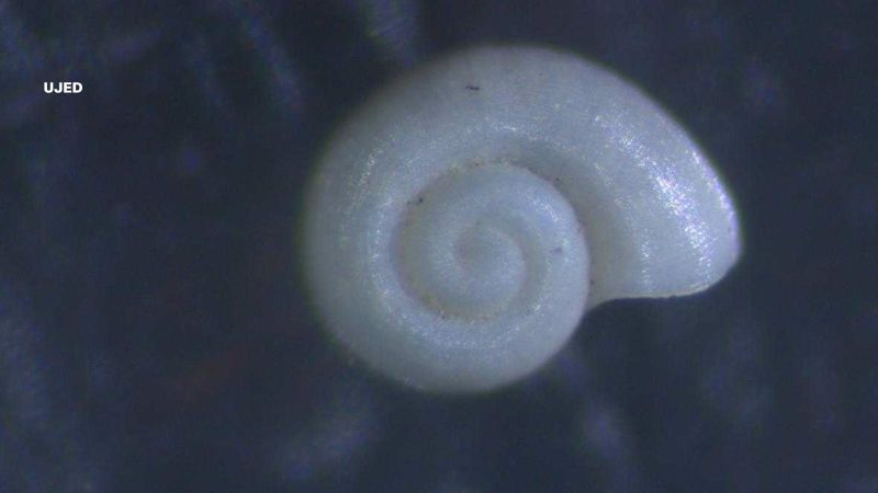 Conoce al “chiquito”, el caracol de agua dulce más pequeño del mundo
