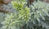 Conoce las plantas para alejar espíritus y limpiar tu espacio