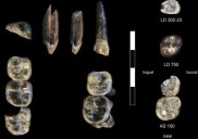 Fósiles etíopes revelan especie desconocida en el linaje evolutivo humano