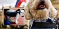 Estudiantes colombianos desarrollaron prótesis sostenibles para perros vulnerables