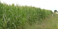 Nearly half of Iowa corn at the dent stage